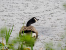 Canada Goose - Gęś Kanadyjska